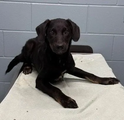 An adult medium-sized male Mixed Breed dog named Teller for adoption in Kansas City, MO