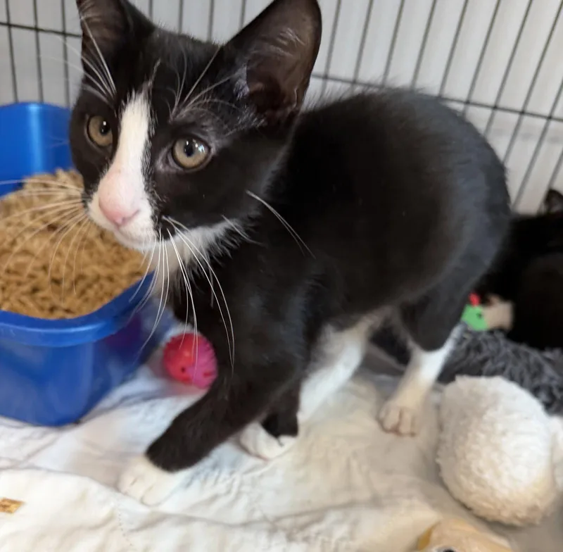 A young medium-sized male Black & White / Tuxedo Domestic Short Hair cat named Bucketboy for adoption in Satellite Beach, FL