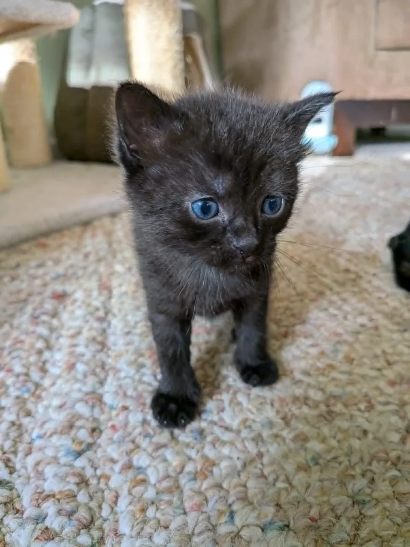 A baby medium-sized female Black American Shorthair cat named Blue for adoption in Wadsworth, IL
