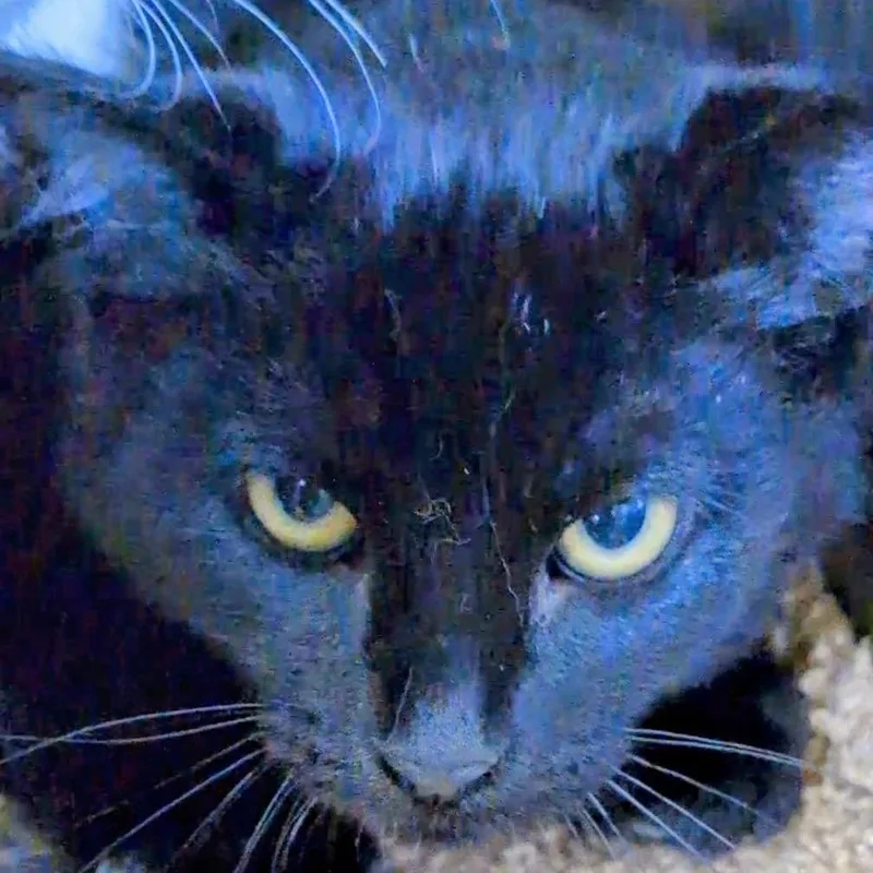 A baby medium-sized male Black Domestic Short Hair cat named Sable for adoption in Buffalo, WY