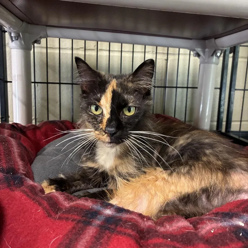 An adult medium-sized female Domestic Medium Hair cat named Sally for adoption in Columbus, NC