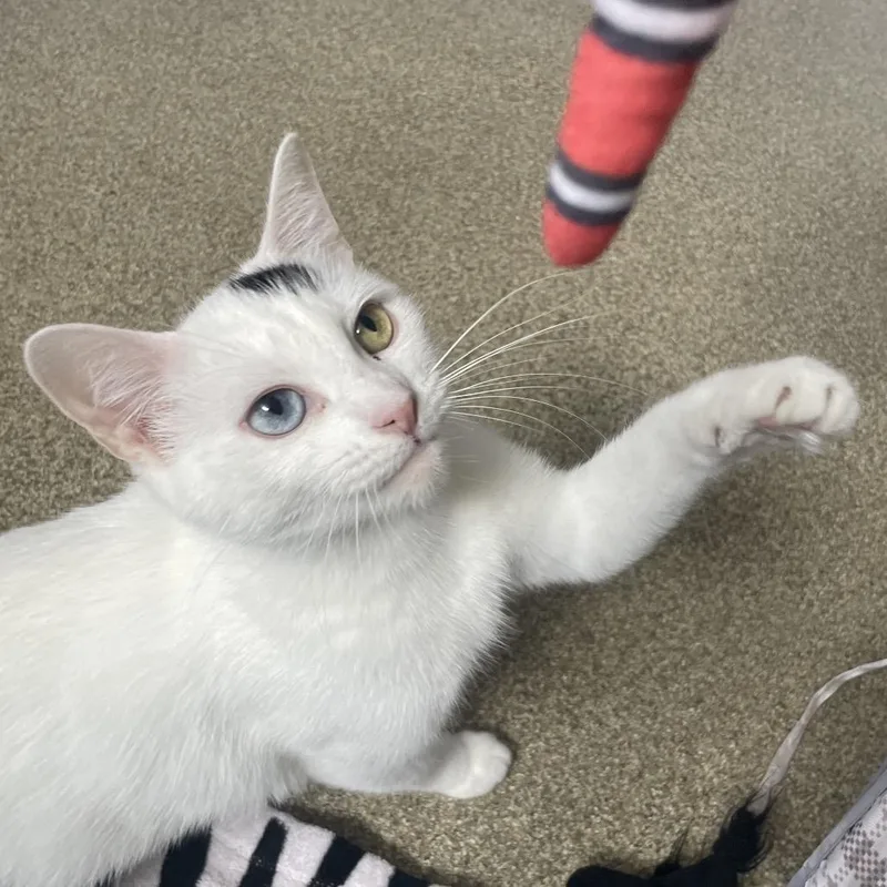 An adult medium-sized female White Domestic Short Hair cat named Mystic for adoption in Chicago, IL