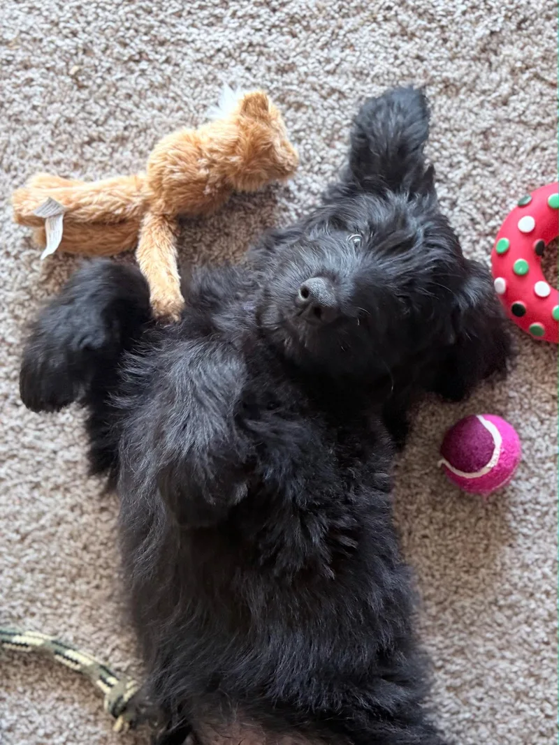A baby medium-sized male Poodle dog named Giuseppe for adoption in Hillside, IL