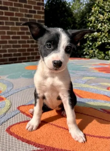 A baby small-sized female Mixed Breed dog named Mel for adoption in Memphis, TN
