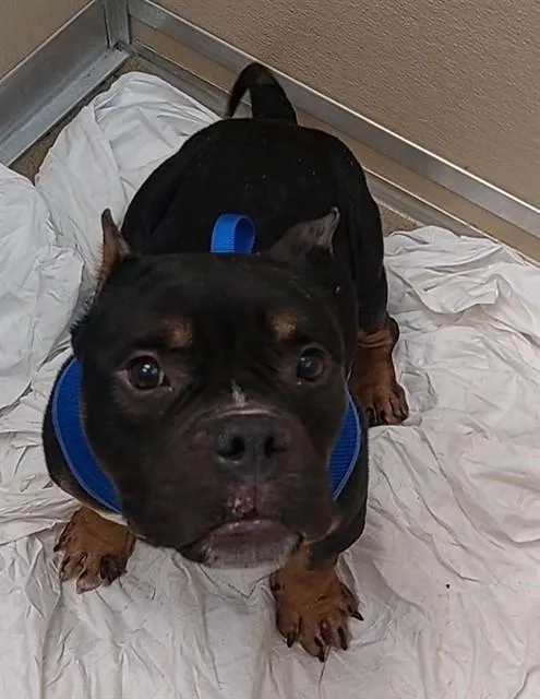 An adult medium-sized male American Bulldog dog named Dexter for adoption in Fort Lauderdale, FL