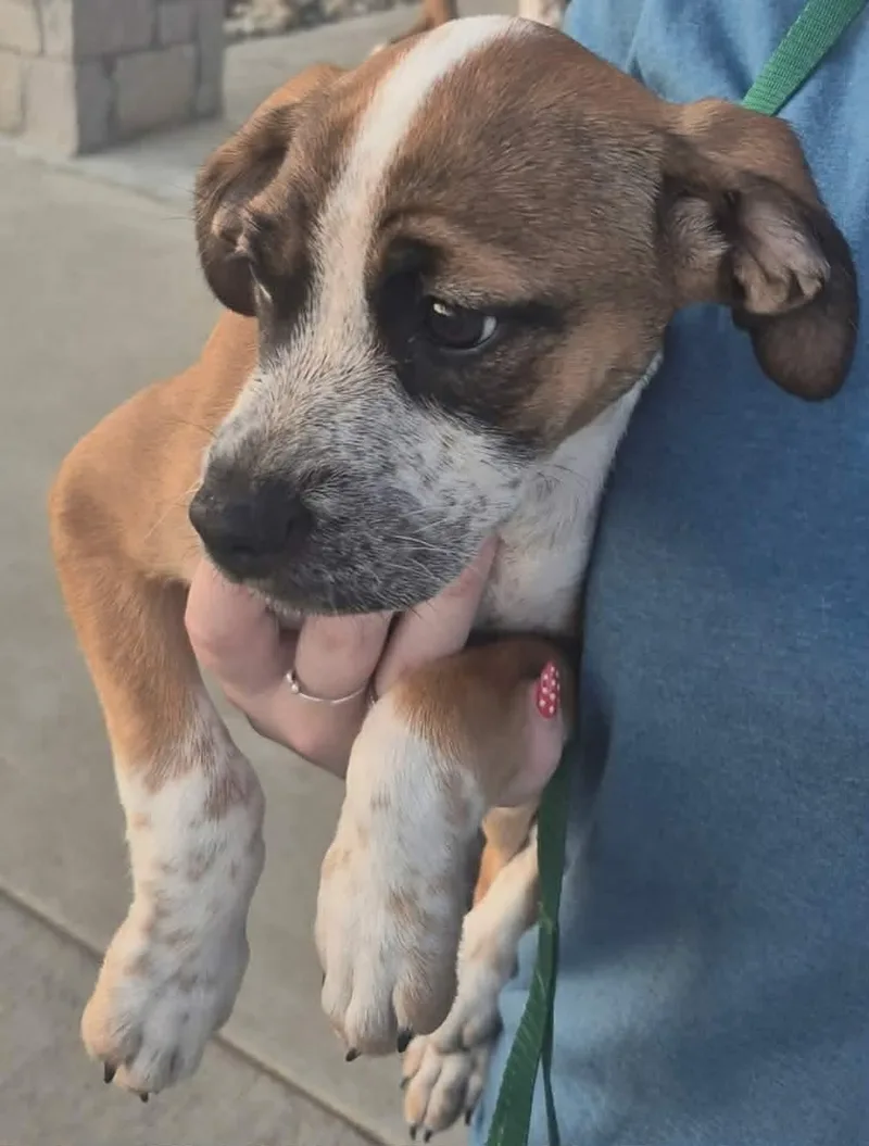 A young medium-sized female Hound dog named Ginny  Weeks Avail for adoption in Sterling, MA
