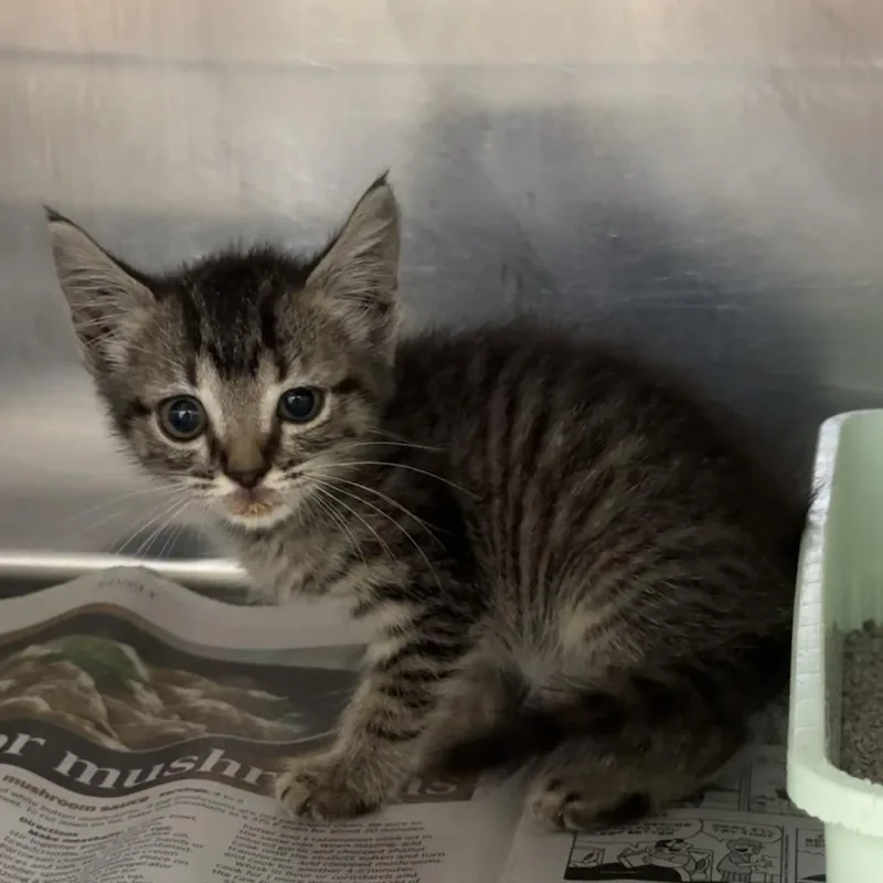 A baby small-sized female Gray / Blue / Silver Domestic Short Hair cat named Mink for adoption in Auburn, AL