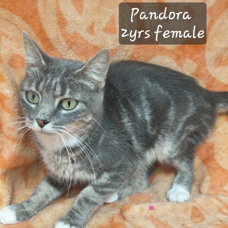 An adult small-sized female Domestic Short Hair cat named Pandora for adoption in New Tazewell, TN