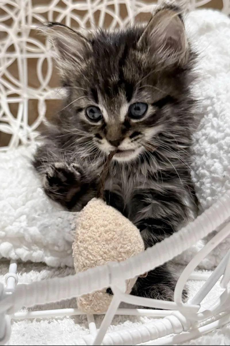 A baby medium-sized male Domestic Medium Hair cat named Thyme for adoption in Campbell, CA