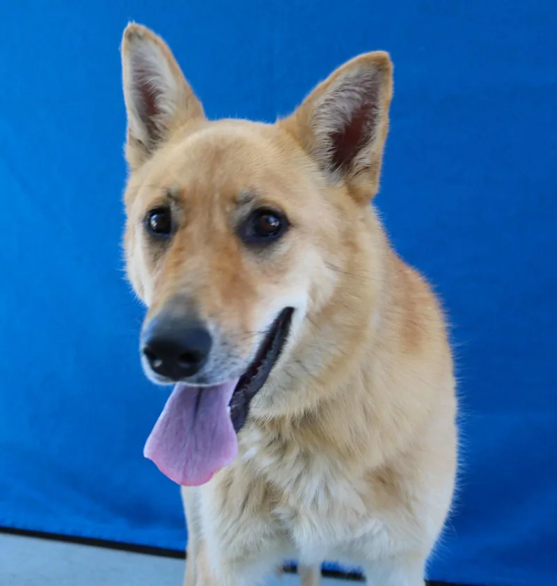 A young medium-sized female Carolina Dog dog named Chloe for adoption in Pasadena, CA