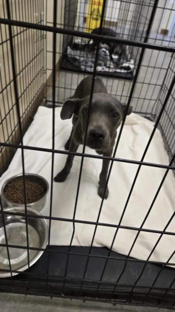 A baby small-sized male Pit Bull Terrier dog named Moose for adoption in Texas City, TX