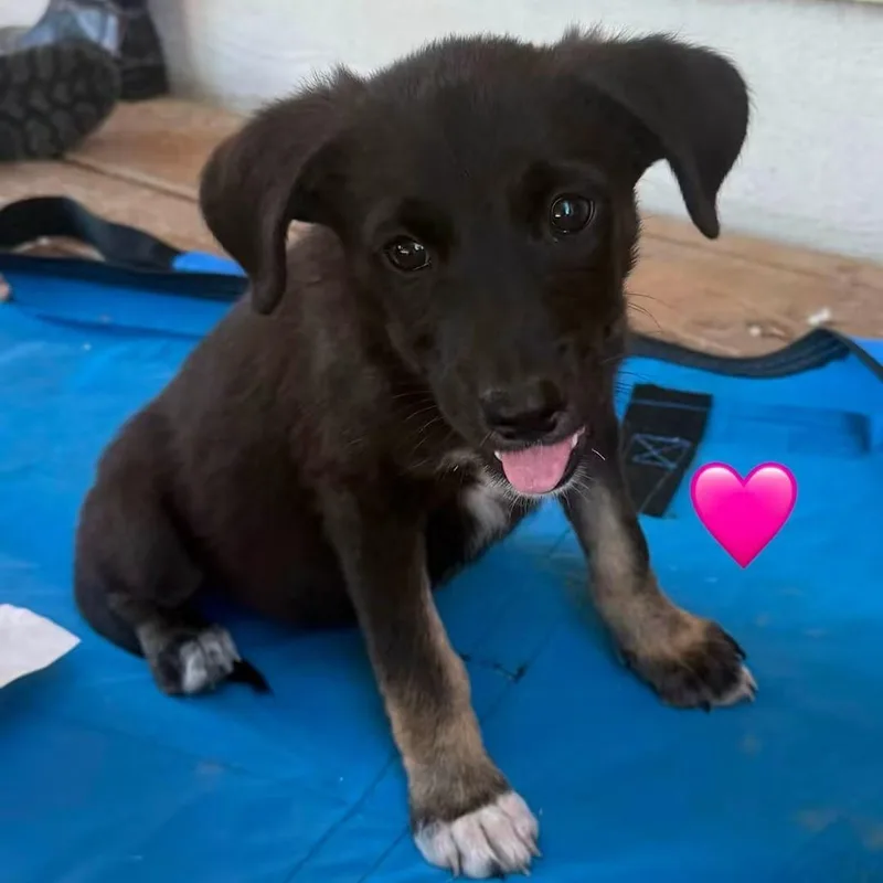 A baby medium-sized female Black German Shepherd Dog dog named Raven for adoption in Brentwood, CA
