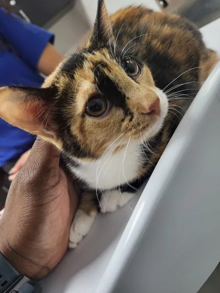 A baby small-sized female Domestic Short Hair cat named Pen Lulu for adoption in Lawrenceville, GA