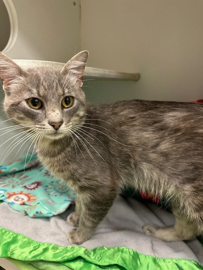 A baby medium-sized male Domestic Short Hair cat named Teddy for adoption in Johnson City, TN