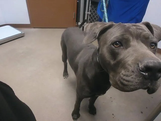 A young large-sized male Great Dane dog named Coal for adoption in Phoenix, AZ