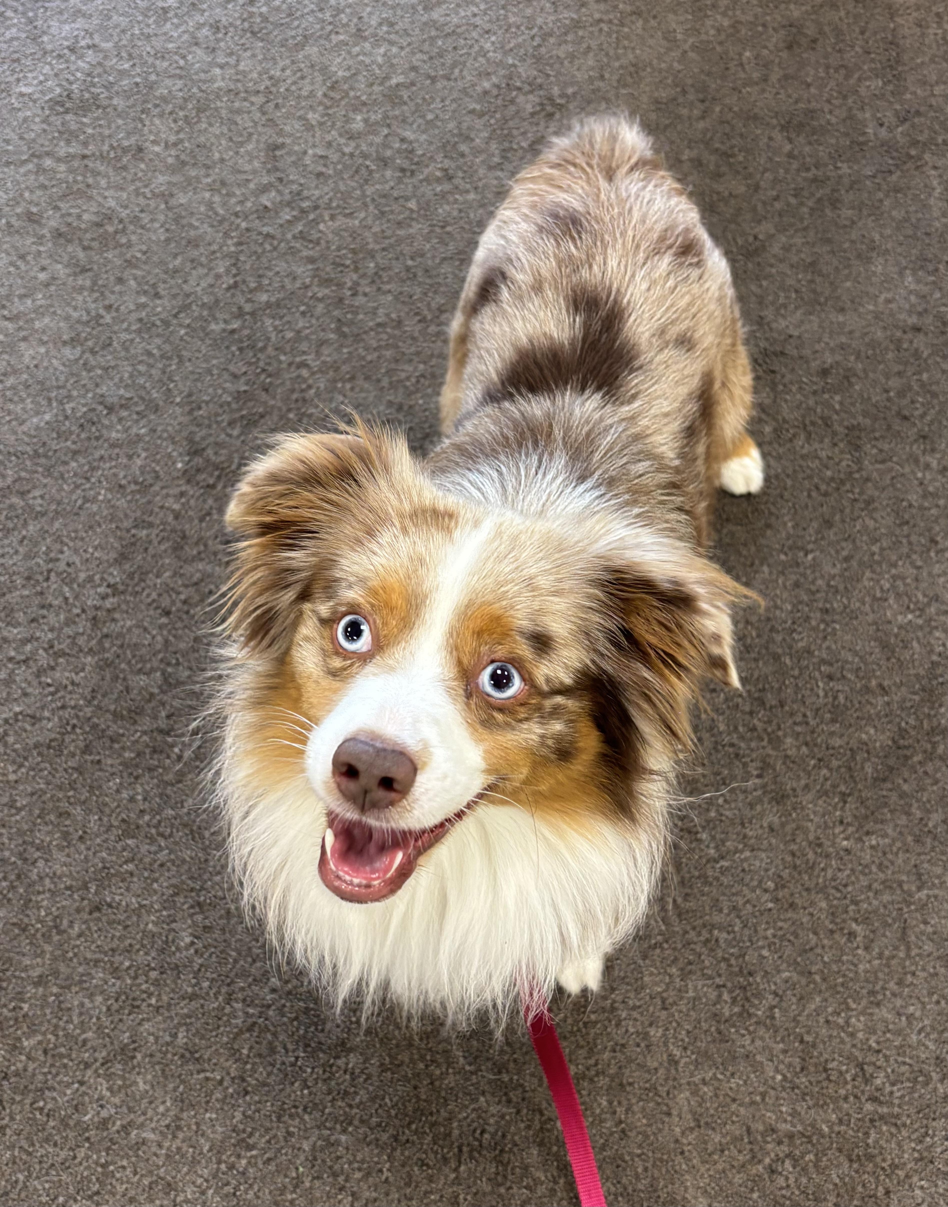 A young small-sized male Australian Shepherd dog named Jax for adoption in Ashland, OH