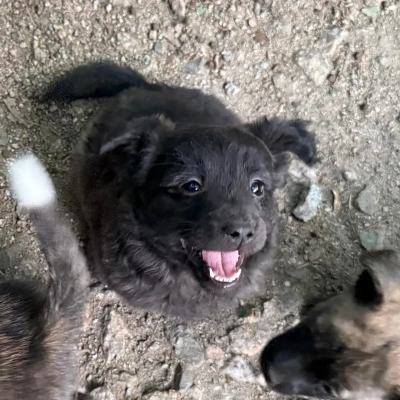 Cotton Ball