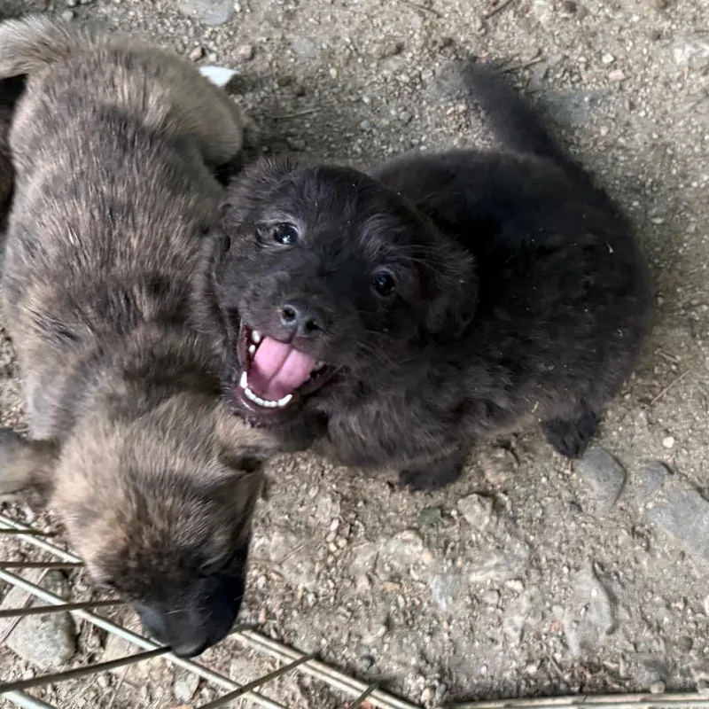 Cotton Ball thumbnail 3