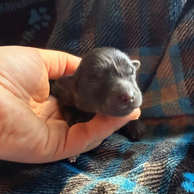 Cotton Ball thumbnail 4