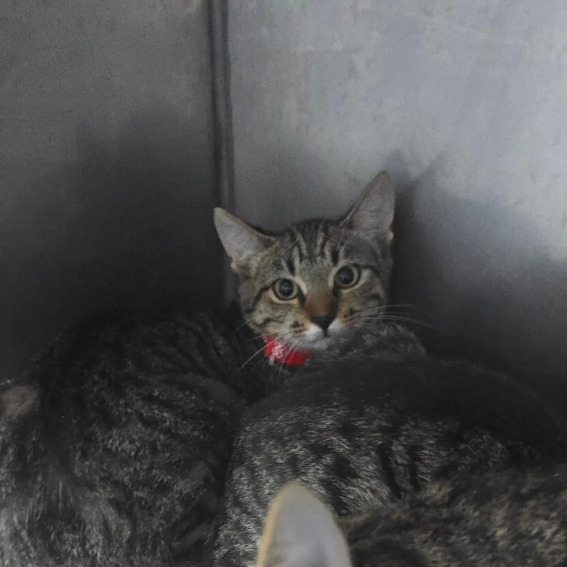 A baby small-sized female Domestic Short Hair cat named Rapunzel for adoption in Yanceyville, NC