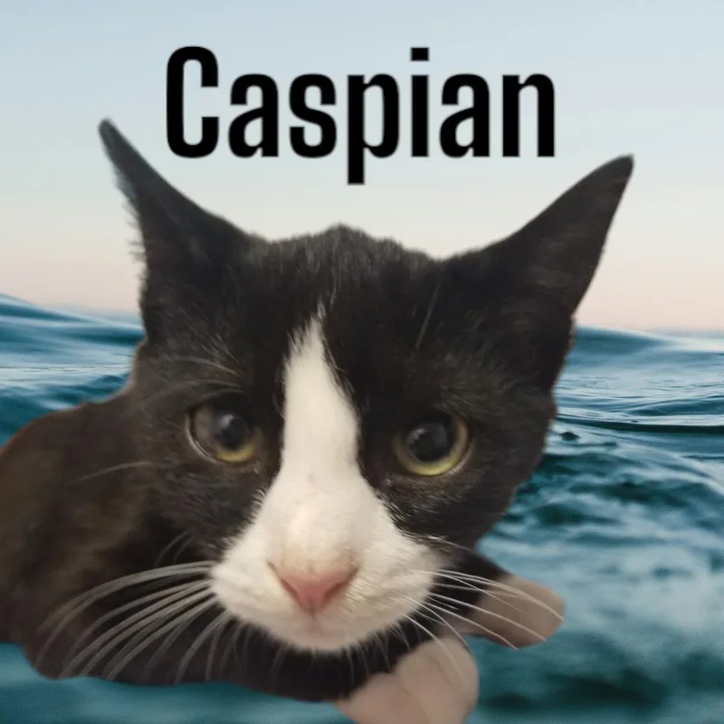 A baby medium-sized male Black & White / Tuxedo Domestic Short Hair cat named Caspian for adoption in Orleans, VT