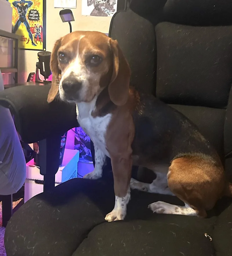 A senior medium-sized male Tricolor (Brown, Black, & White) Beagle dog named Red for adoption in Tomball, TX