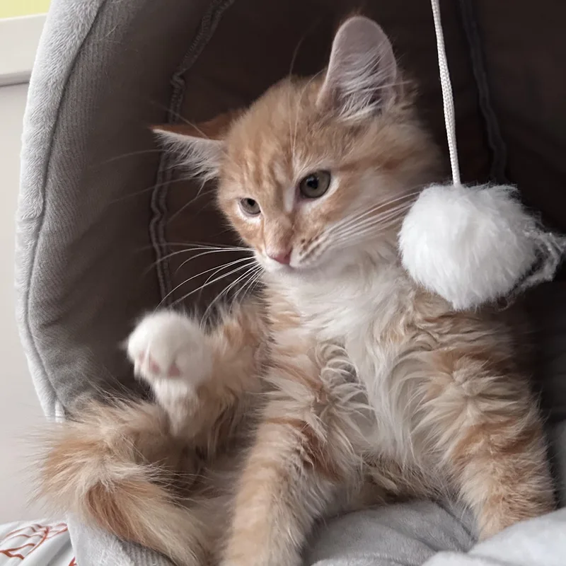 A baby large-sized male Orange & White Domestic Long Hair cat named Marshall for adoption in Yardley, PA