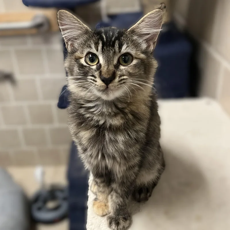 A baby medium-sized female Domestic Medium Hair cat named Skye for adoption in Shingletown, CA
