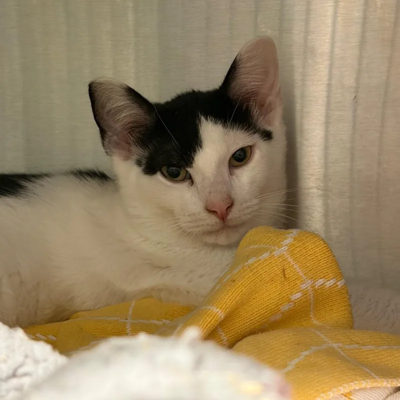 A baby small-sized male Domestic Short Hair cat named Swimmy for adoption in Cumming, GA