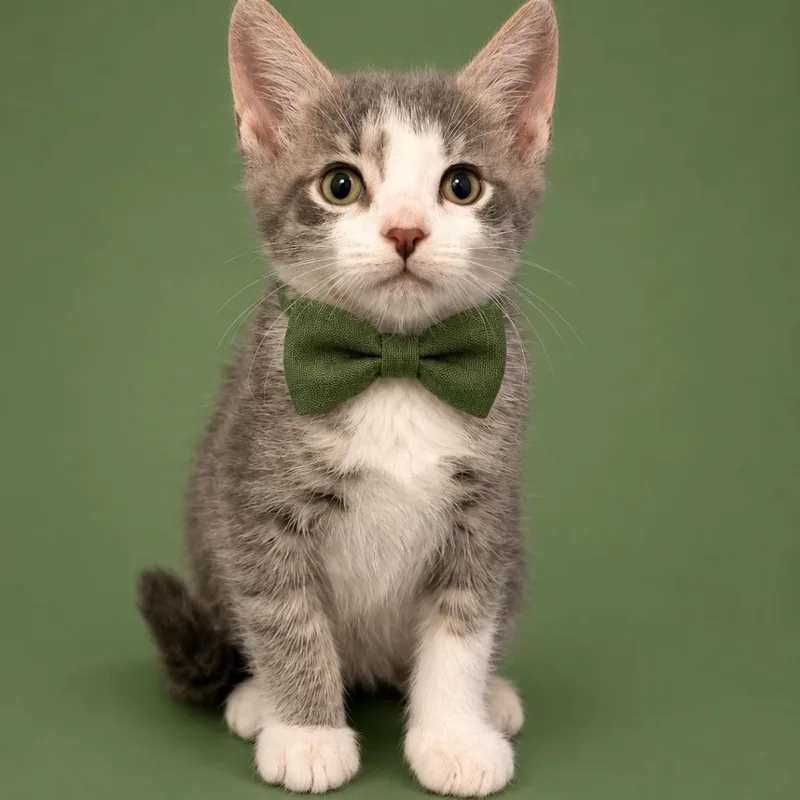 A baby small-sized male Gray / Blue / Silver Domestic Short Hair cat named Barium for adoption in Binghamton, NY