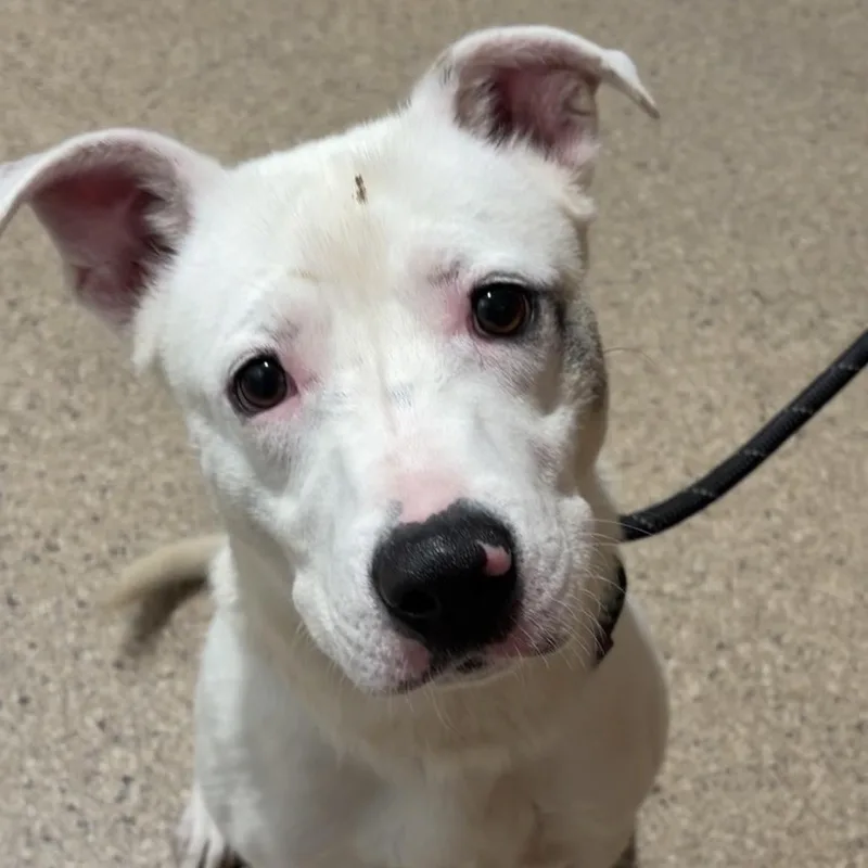 A young medium-sized male Terrier dog named Ralphy for adoption in Valparaiso, IN