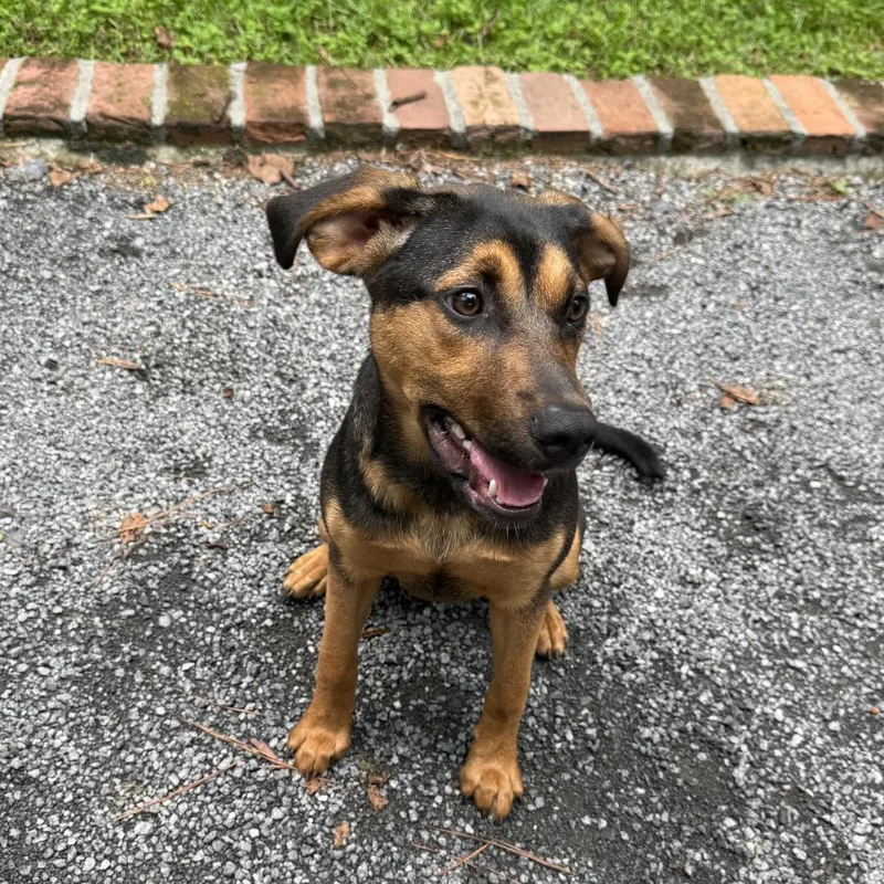 A young medium-sized female Black Mixed Breed dog named Alphabet for adoption in Summerville, SC