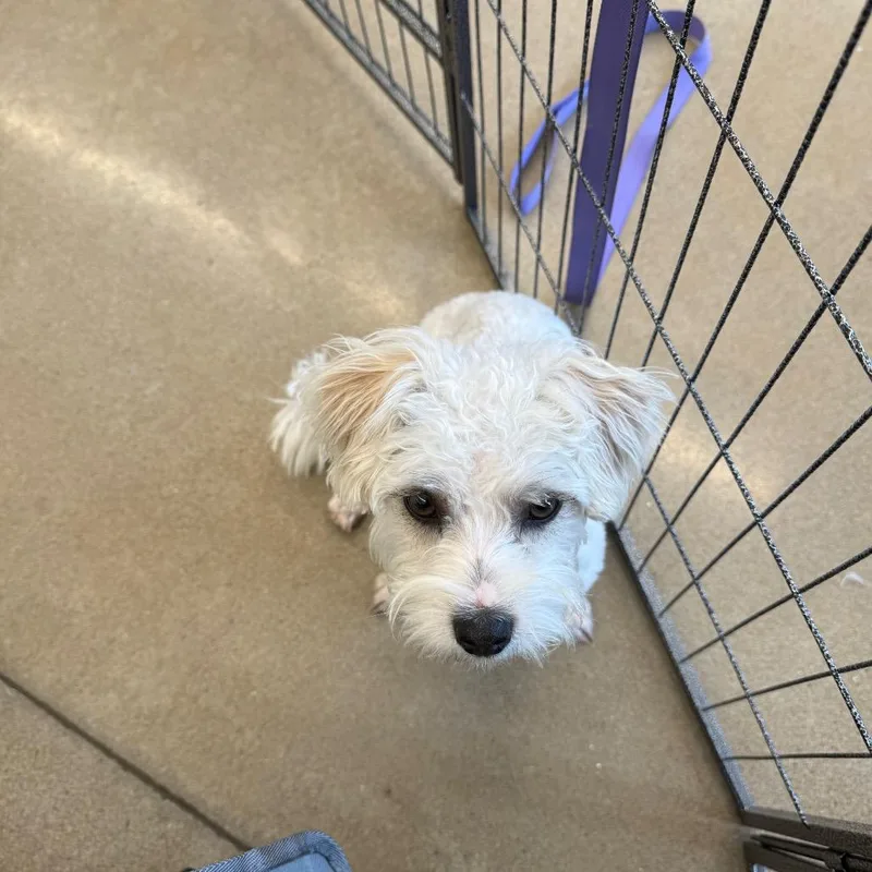 A young small-sized female White / Cream Maltese dog named Willow for adoption in Asher, OK