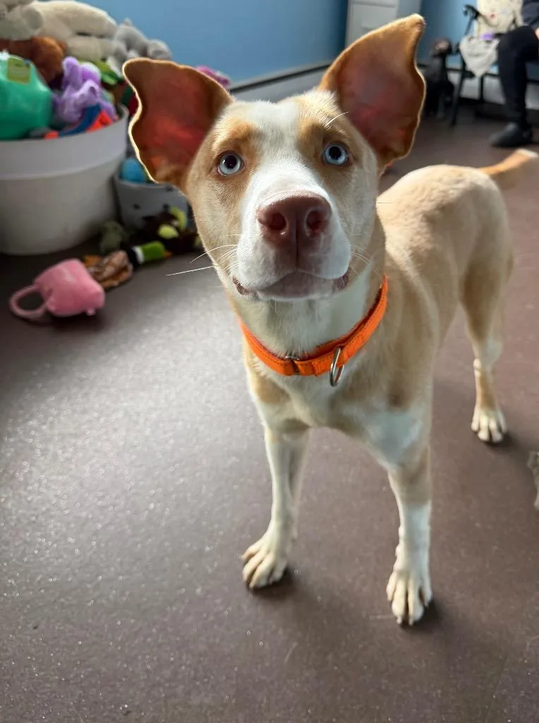 A baby medium-sized female Husky dog named Giselle for adoption in Port Jervis, NY