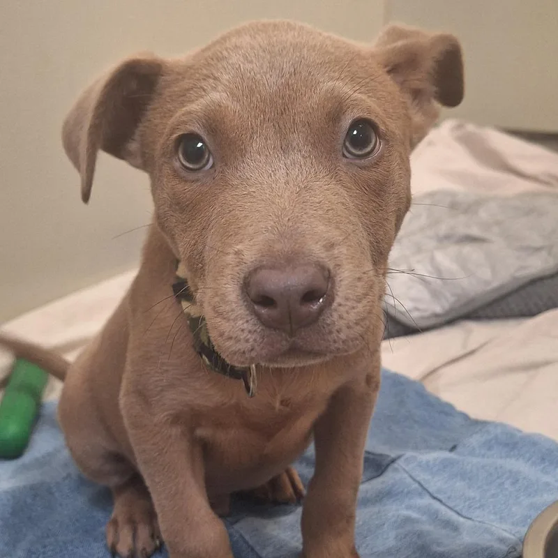 A baby small-sized male Yellow / Tan / Blond / Fawn Pit Bull Terrier dog named Nibbles for adoption in Flagstaff, AZ