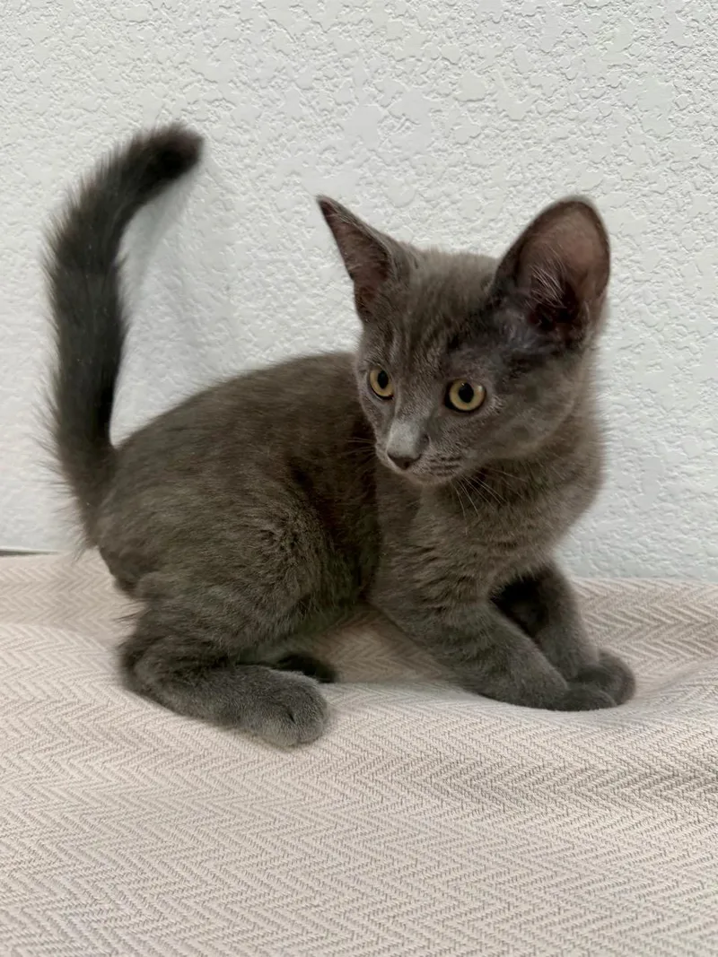 A baby small-sized male Gray / Blue / Silver Domestic Short Hair cat named Smokey for adoption in Las Vegas, NV