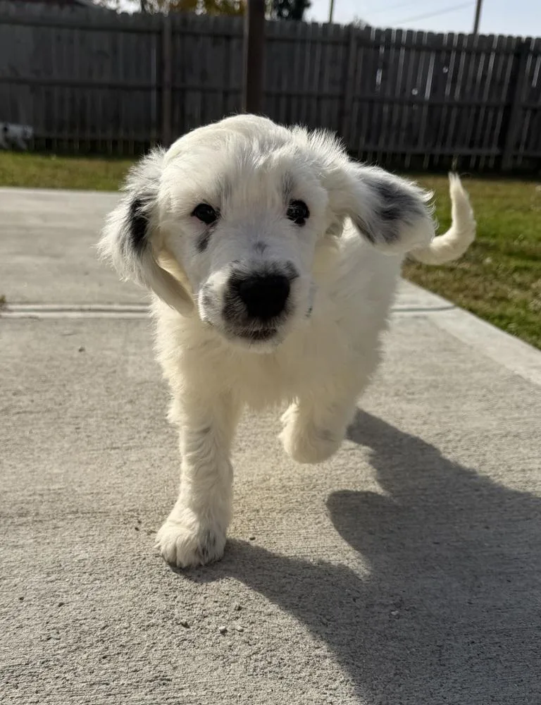 A baby large-sized male Tricolor (Brown, Black, & White) Labradoodle dog named Idaho : Emmett for adoption in Aurora, IN