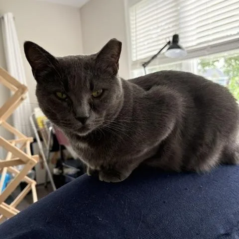 An adult medium-sized female Gray / Blue / Silver Domestic Short Hair cat named Gypsy for adoption in Lemoyne, PA