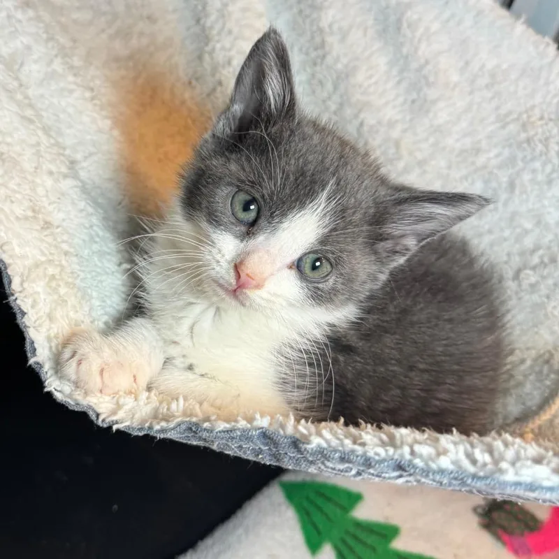 A baby medium-sized male Domestic Short Hair cat named Diablo for adoption in Saginaw, MI