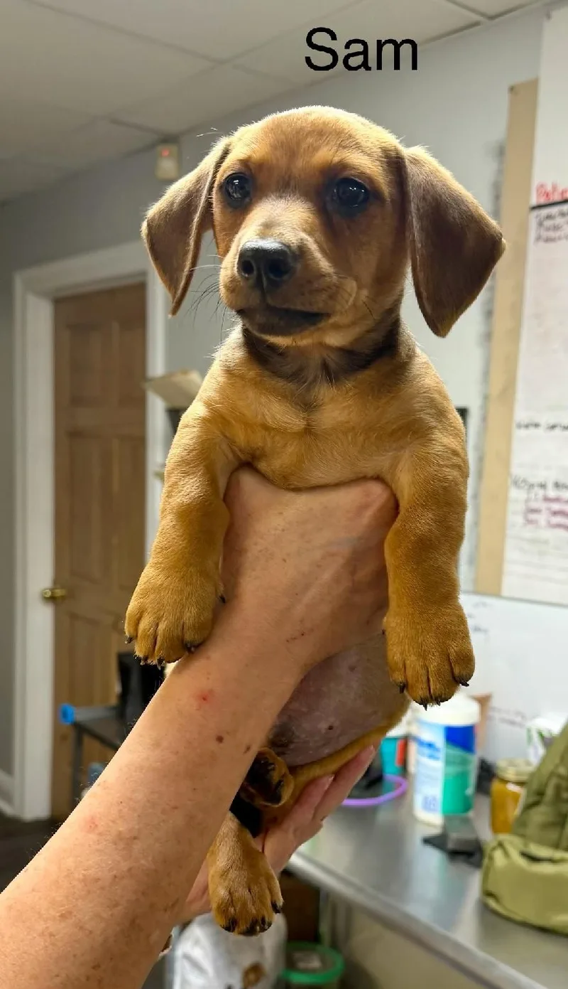 Sam