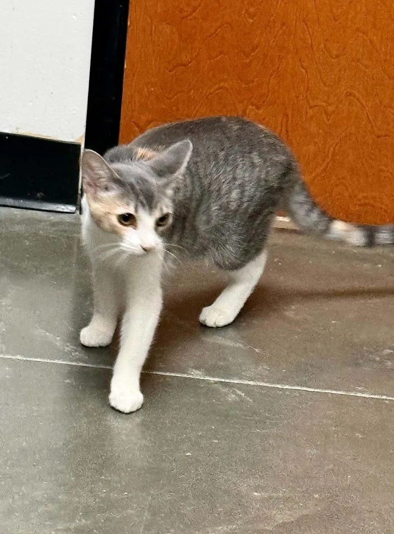 A baby small-sized female Calico cat named Flora for adoption in Capshaw, AL
