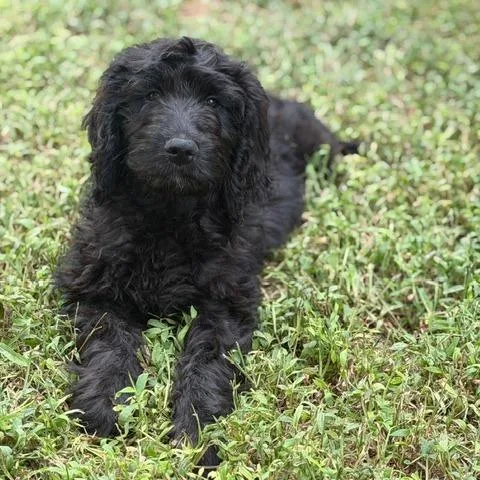 A baby small-sized female Black Poodle dog named Betty for adoption in Fairfax, VA
