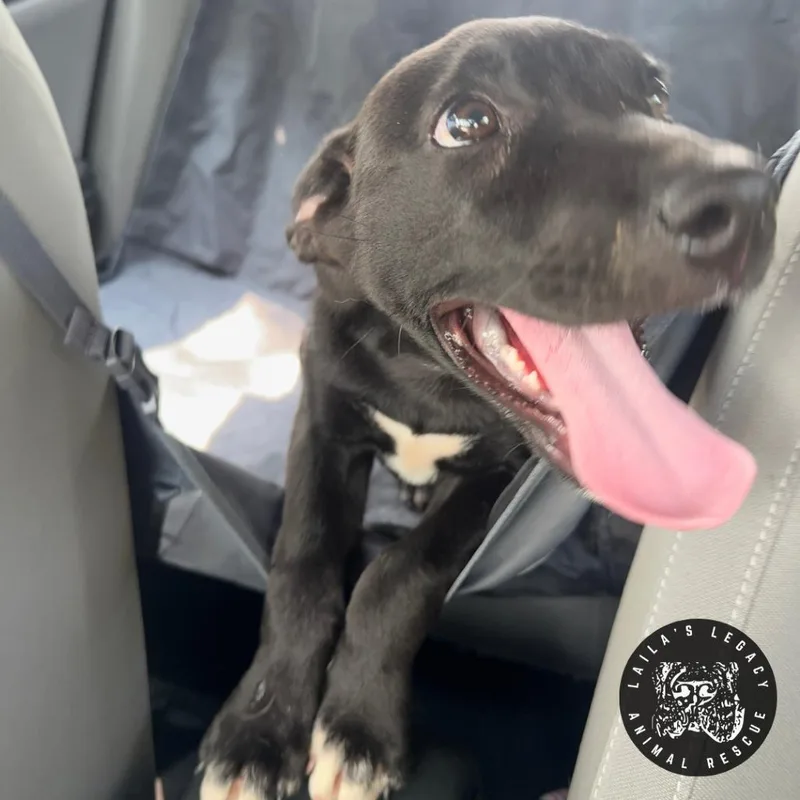 A baby small-sized male Black Mixed Breed dog named Soul Patch for adoption in Washington, DC