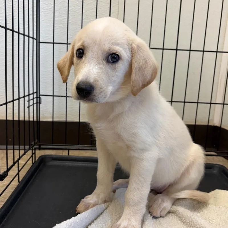 A baby medium-sized female Mixed Breed dog named Willow for adoption in Cumming, GA