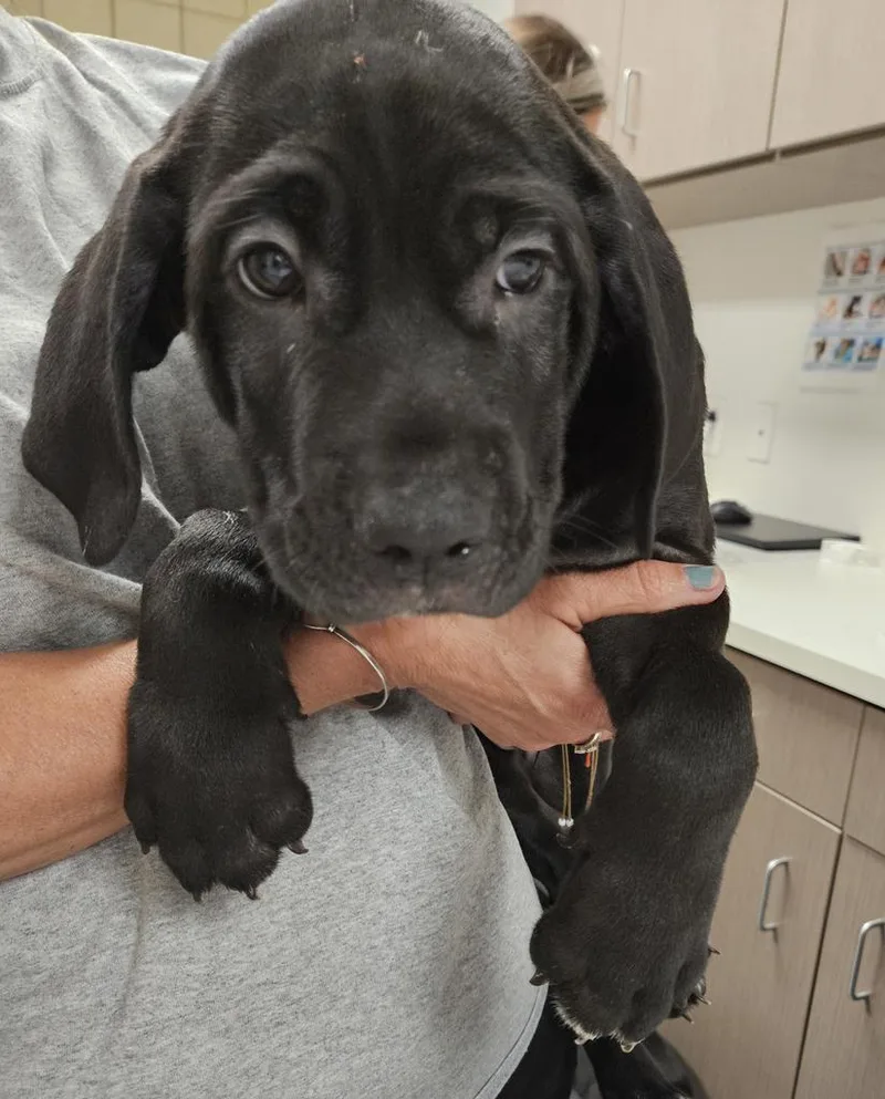 A baby small-sized male Cane Corso dog named Tazer for adoption in Greenfield, IN