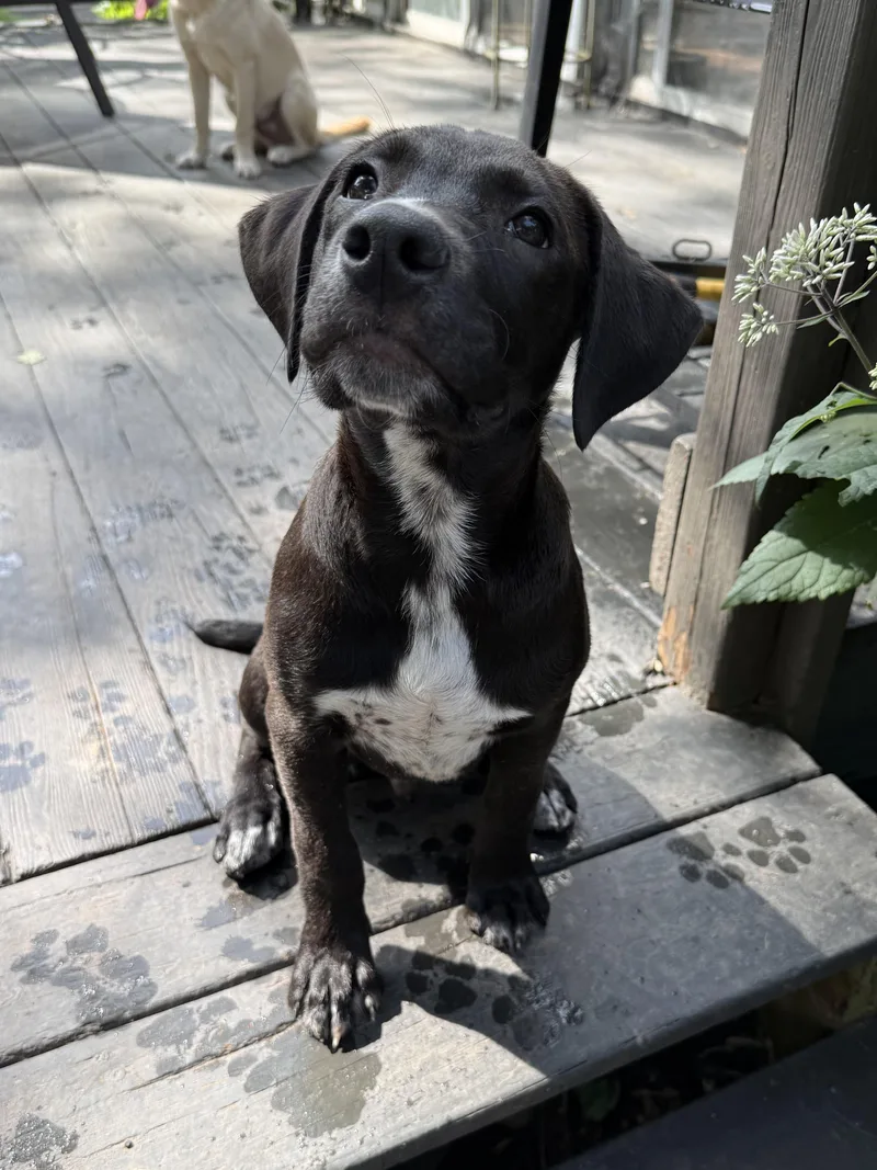 A baby large-sized male Labrador Retriever dog named Zander for adoption in Succasunna, NJ