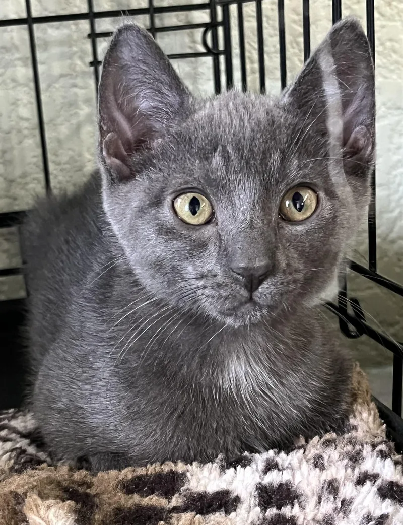 A baby medium-sized female Gray & White Domestic Short Hair cat named Irish Crew  Female for adoption in Moline, IL