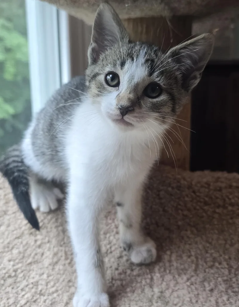 A baby medium-sized male Domestic Short Hair cat named Levi for adoption in Wadsworth, OH