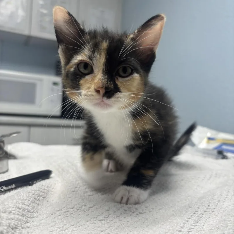 A baby small-sized female Calico Domestic Short Hair cat named Cupcake for adoption in Riverside, CA