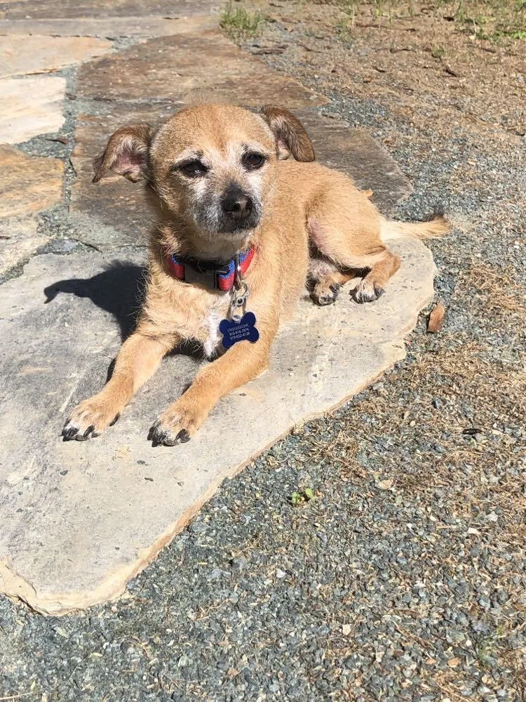 Brownie Boy thumbnail 3